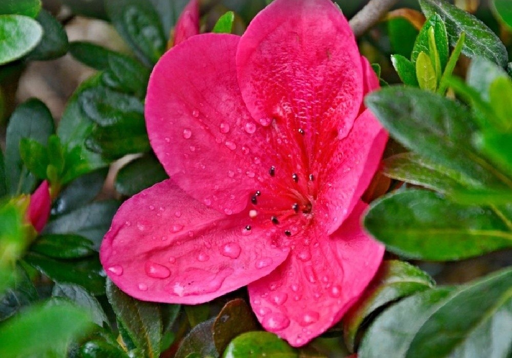 Rhododendron NUCCIOS WILD CHERRY