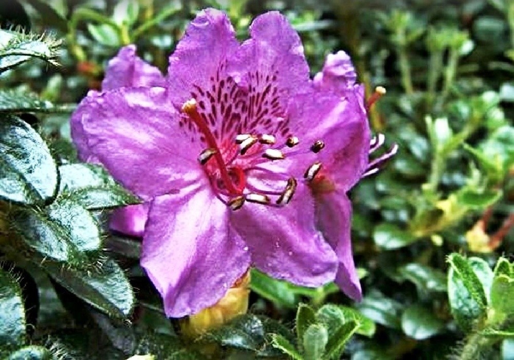 Rhododendron prostratum x saluense - botanický rhododendron