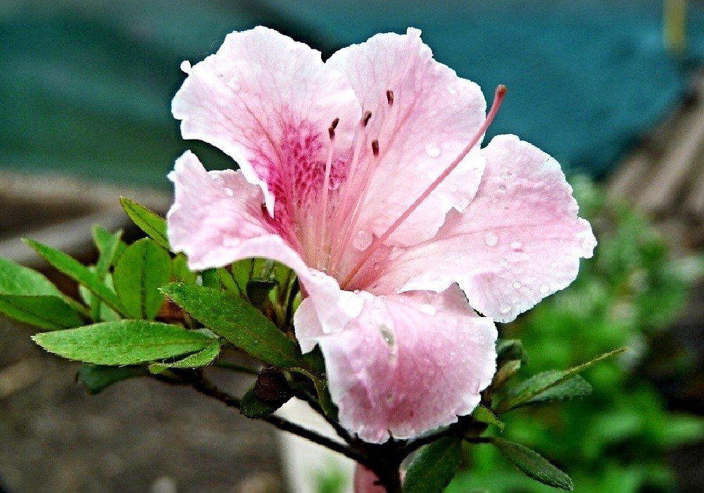 Rhododendron nakaharai Alexander