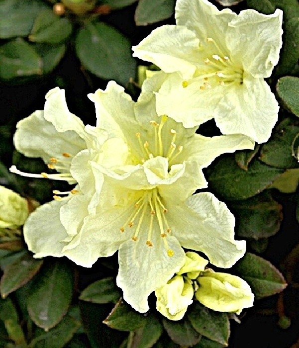 Rhododendron Patty Bee