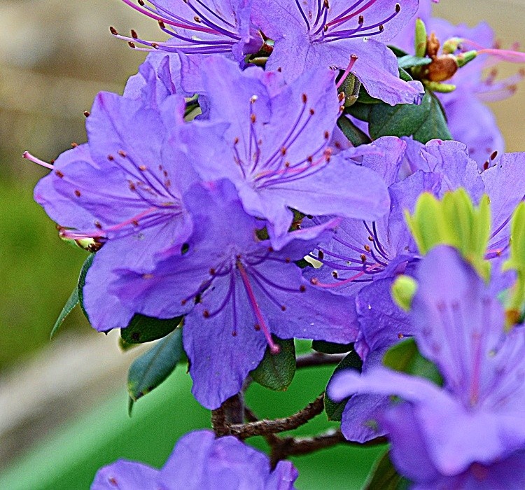 Rhododendron impeditum Audia 2015