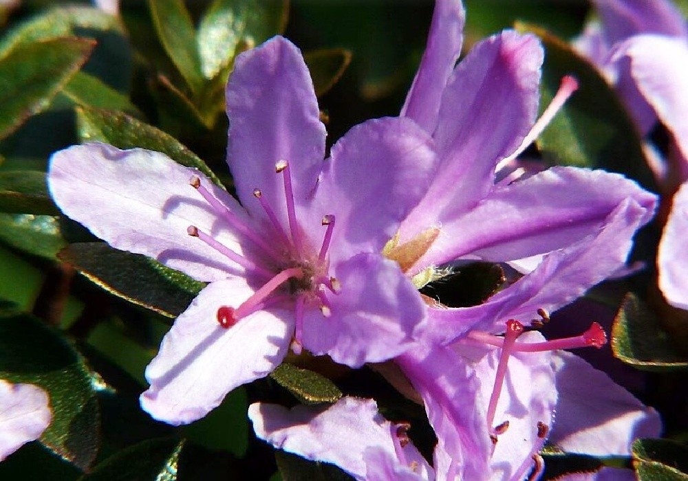 Ferrugineum - botanický rhododendron