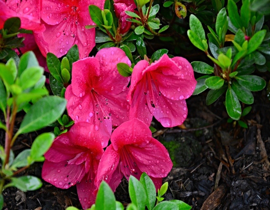 Rhododendron NUCCIOS WILD CHERRY, udivuje tvarem i barvou květů