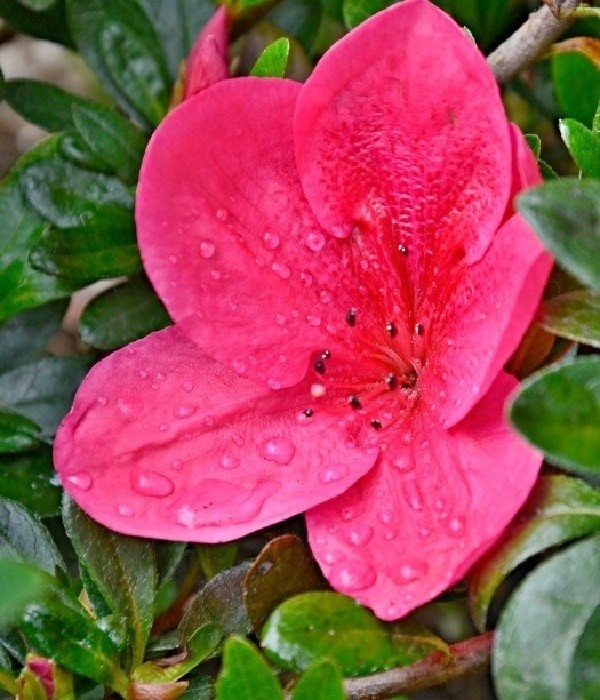 Rhododendron NUCCIOS WILD CHERRY, novinka