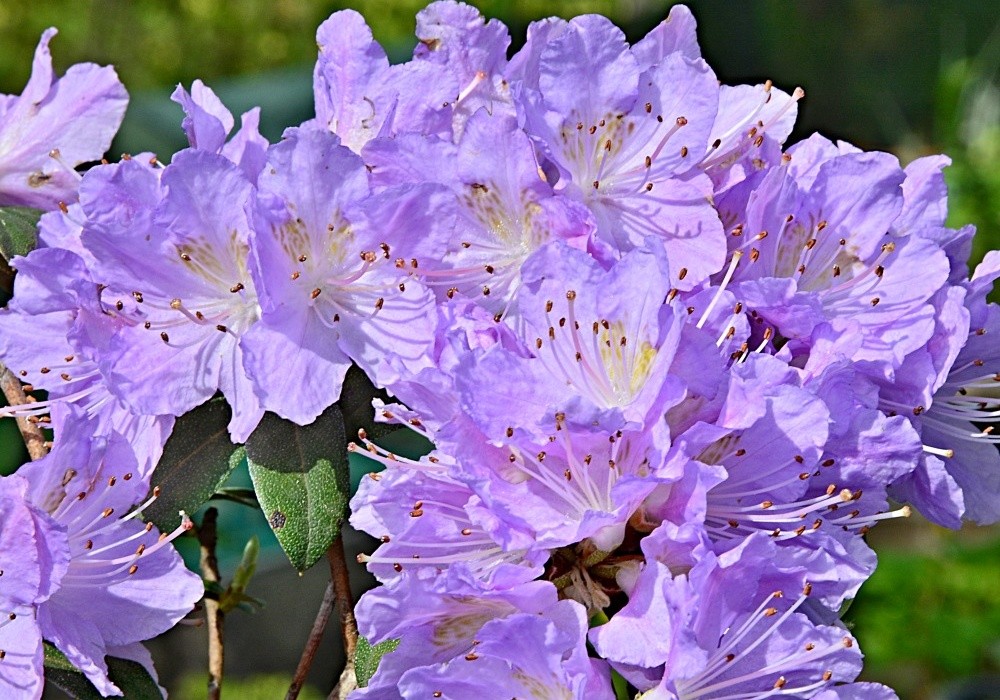 Rhododendron impeditum Blue Tit Magor