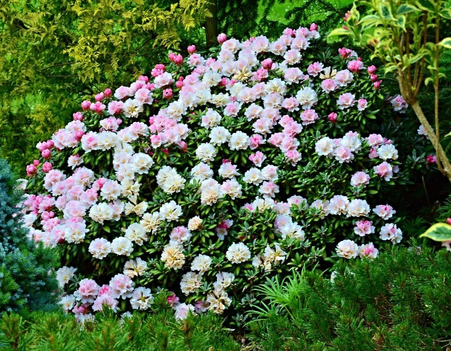 Rhododendron yakushimanum sp. v roce 2015