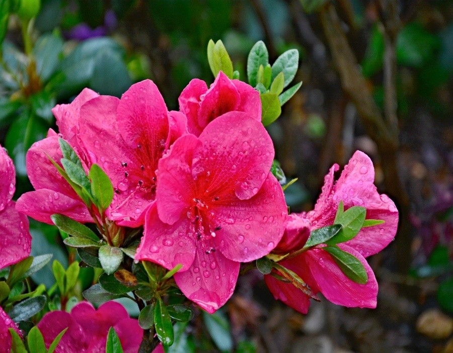 Azalka s pozdní dobou květu, Rhododendron NUCCIOS WILD CHERRY