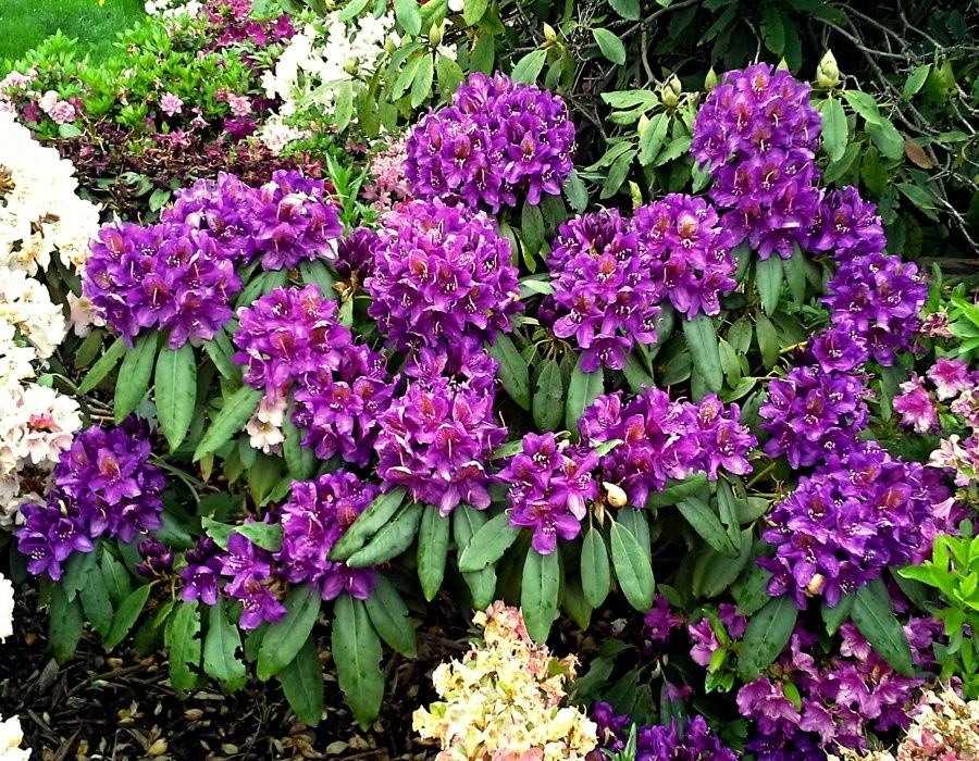 Velkokvětý rhododendron Marcel Menard