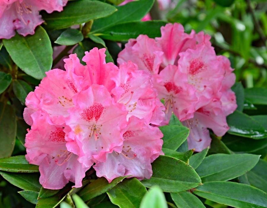 Rhododendron yakushimanum Tina Heinje