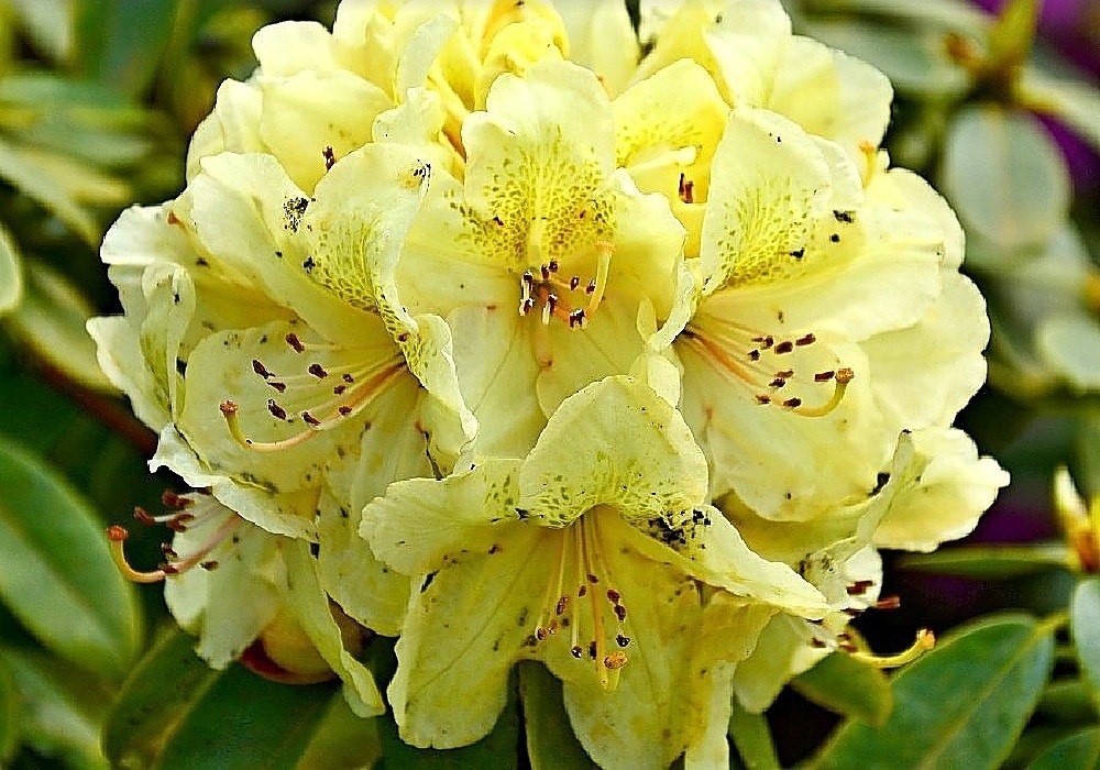 Rhododendron  Belcanto