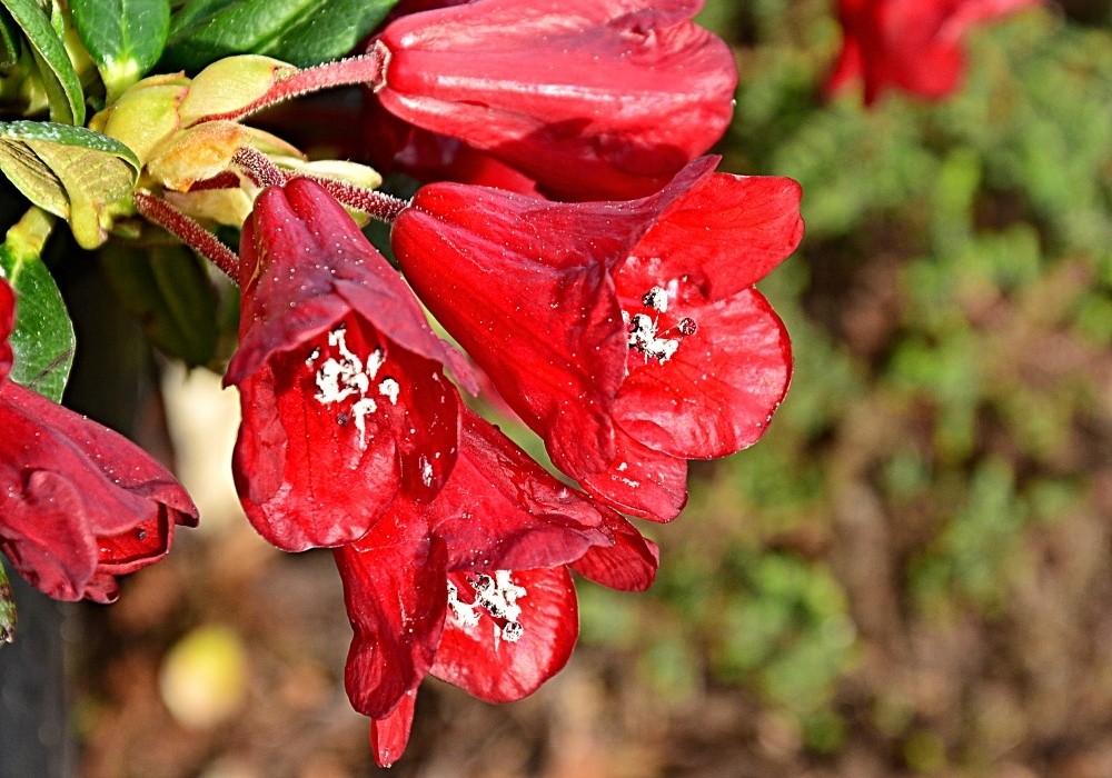 Botanický rhododendron Carmen, novinka 2015