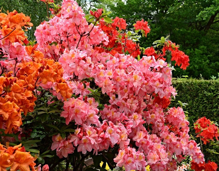 Peach Blossom, to je azalka knap-hill s nedostižně růžovými květy