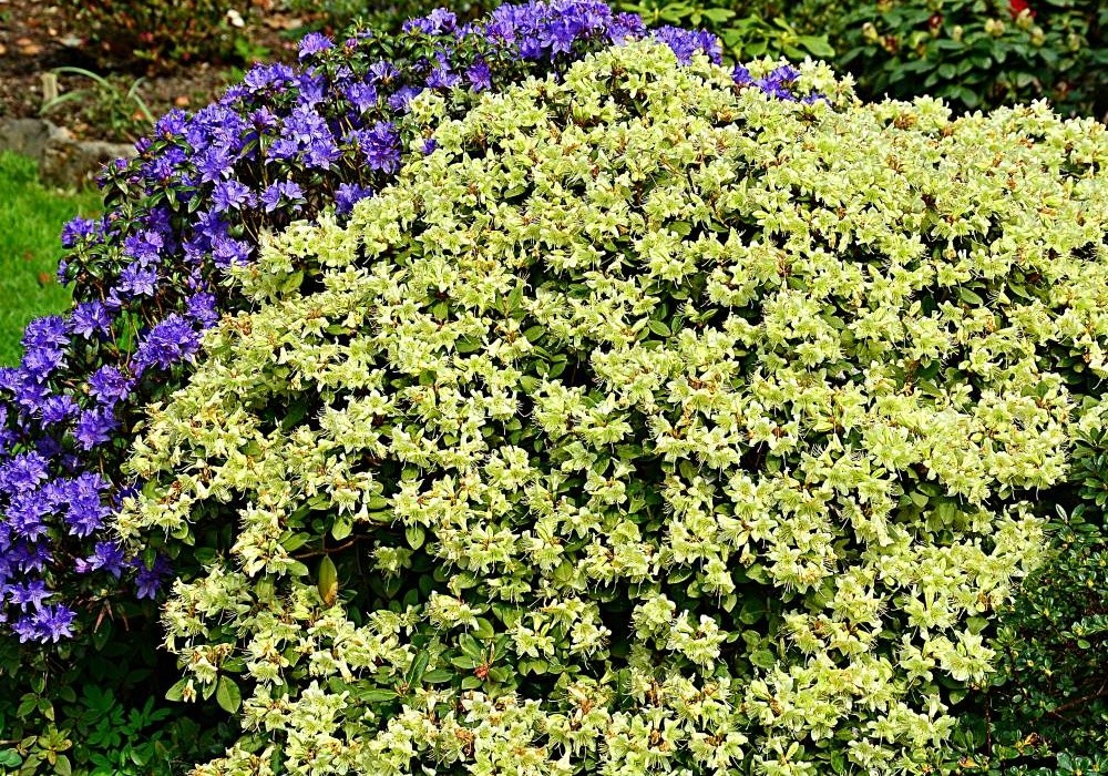 Botanické rhododendrony, žlutý Shamrock