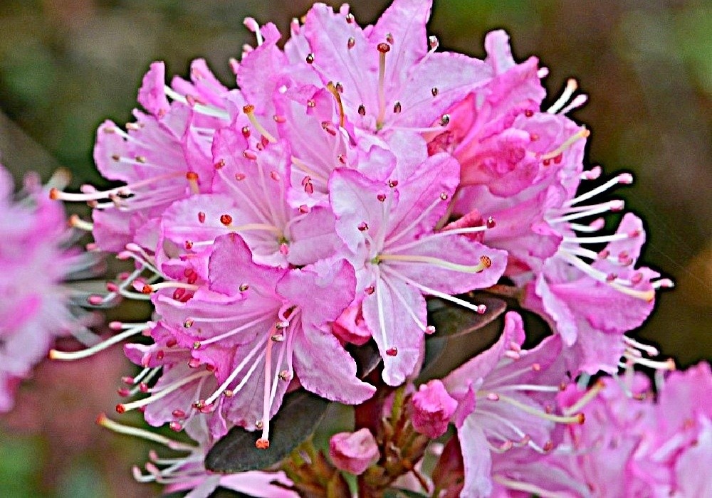 Racemosum - botanický rhododendron