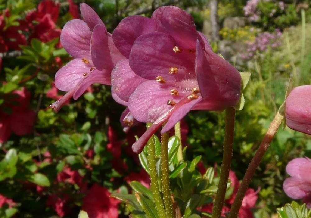 Rhododendron campyloginum-myrtilloides, botanika