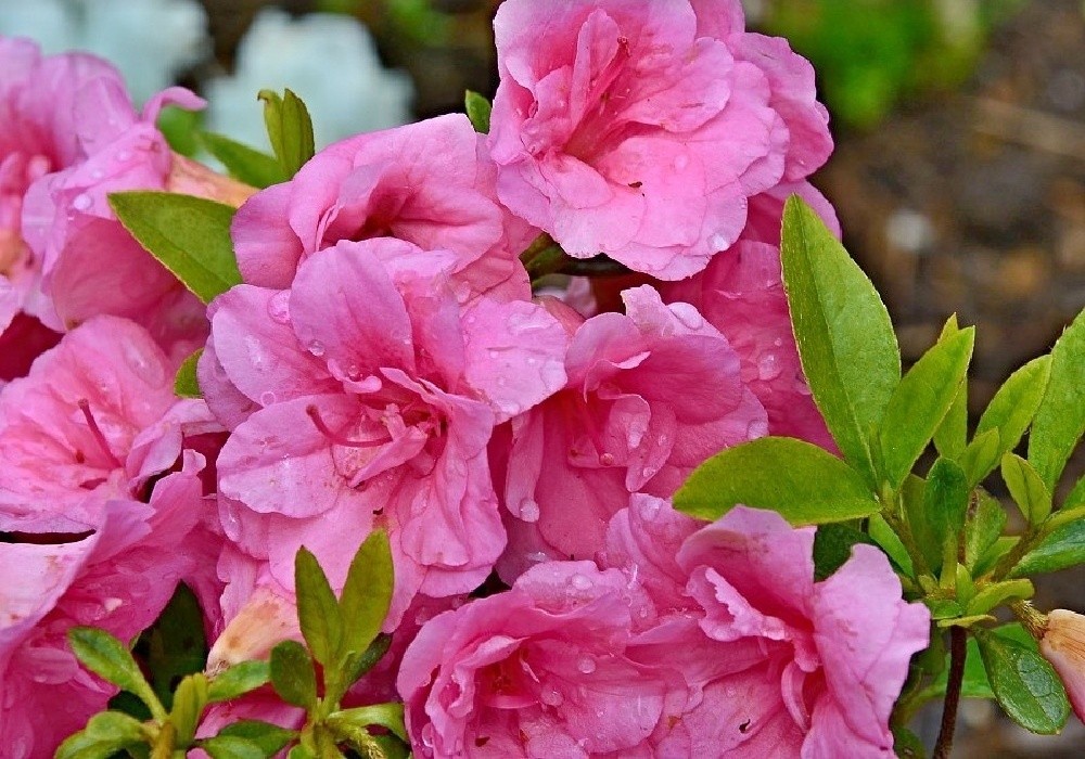 Camellia  - plnokvětá krásná azalka