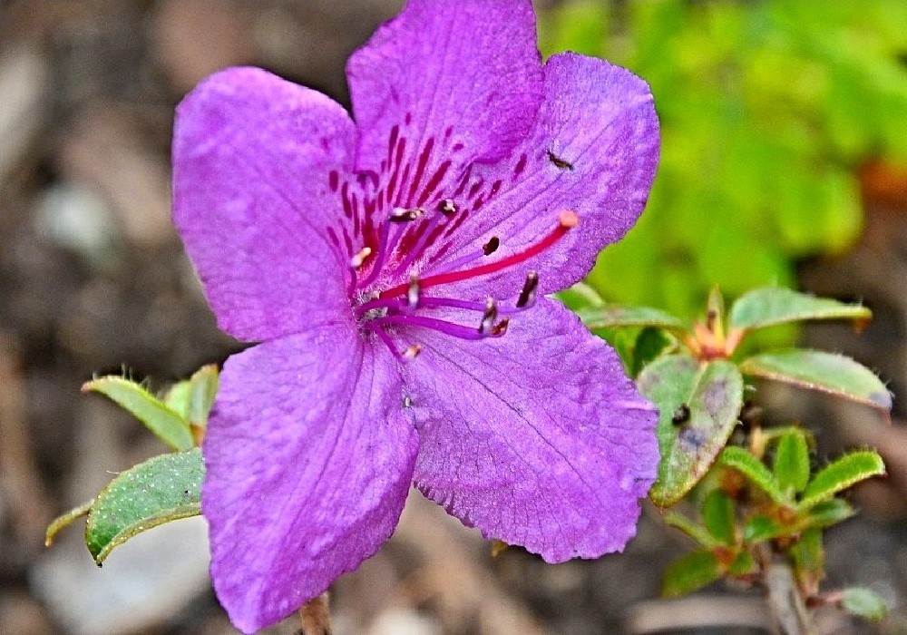 Rhododendron saluenense. - další z botanických druhů