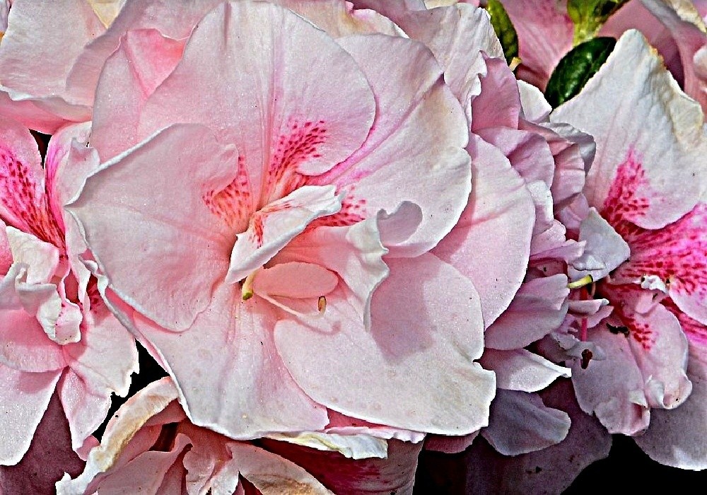 Nízký rhododendron - NANCY OF ROBIN HILL