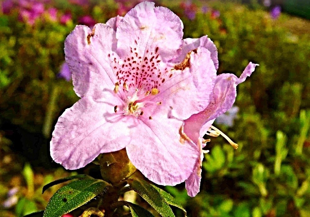 Rhododendron impeditum Norbert