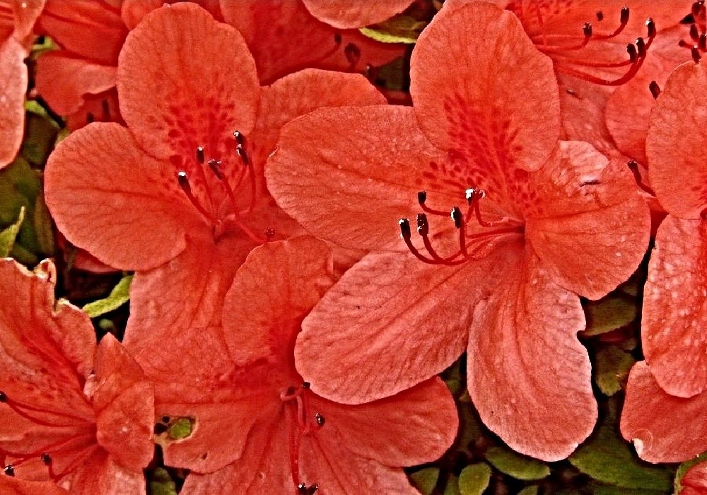 Balsaminoflora - botanický rhododendron