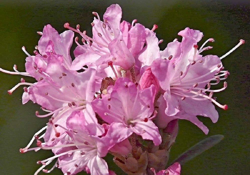 Rhododendron Racemosum - botanika, květenství