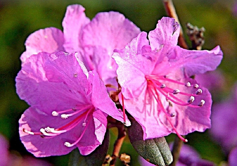 Rhododendron Praecox 