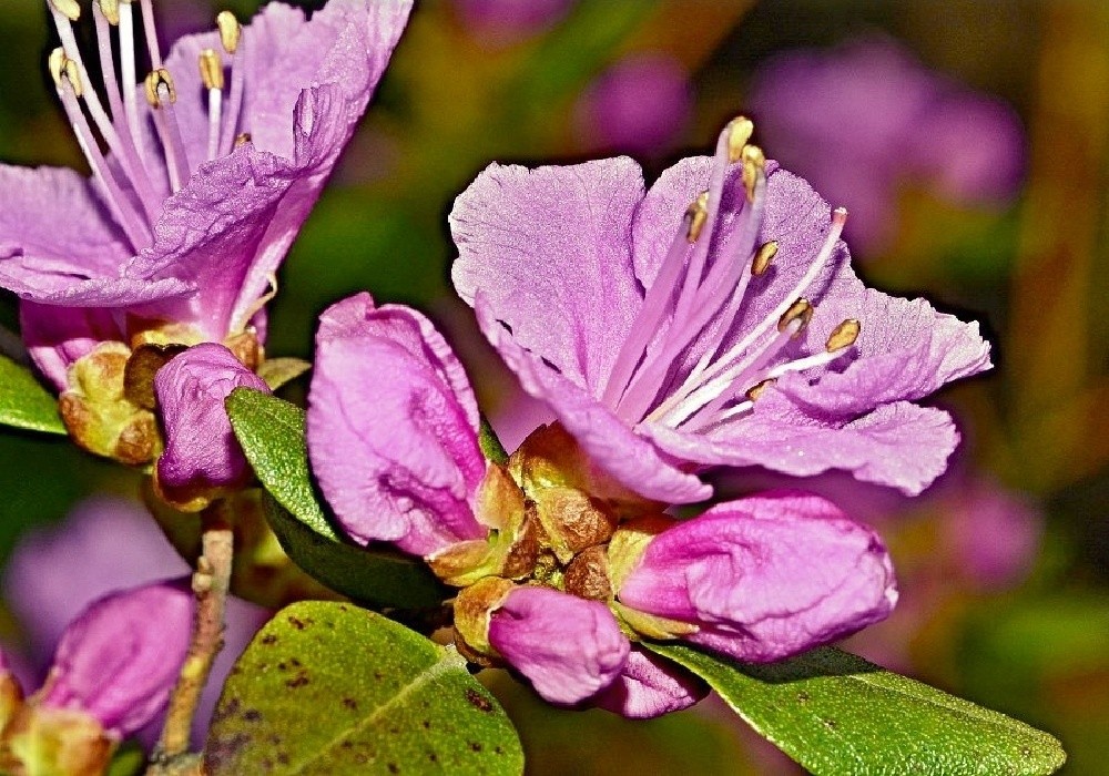 Rhododendron praecox - jeden z nejdříve kvetoucích druhů