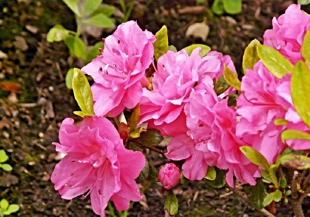Krásná novinka - azalka Sp. 5