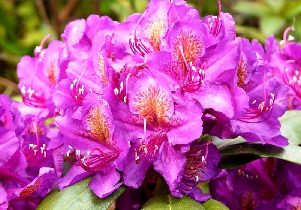 Rhododendron Marcel Menard