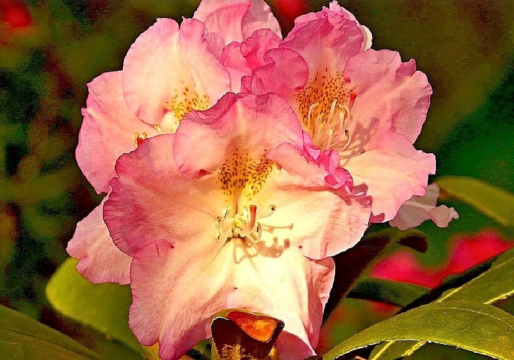 Rhododendron yakushimanum Kaen Janek