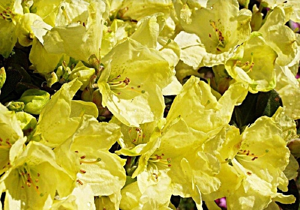 Nízký rhododendron impeditum Wren