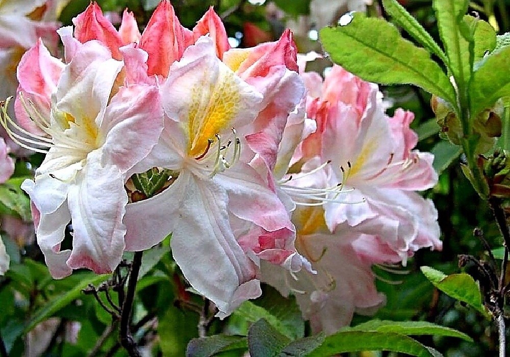 Sylphides - azalka knap-hill