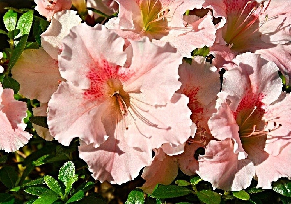 Rhododendron nakaharai Gumpo Fancy