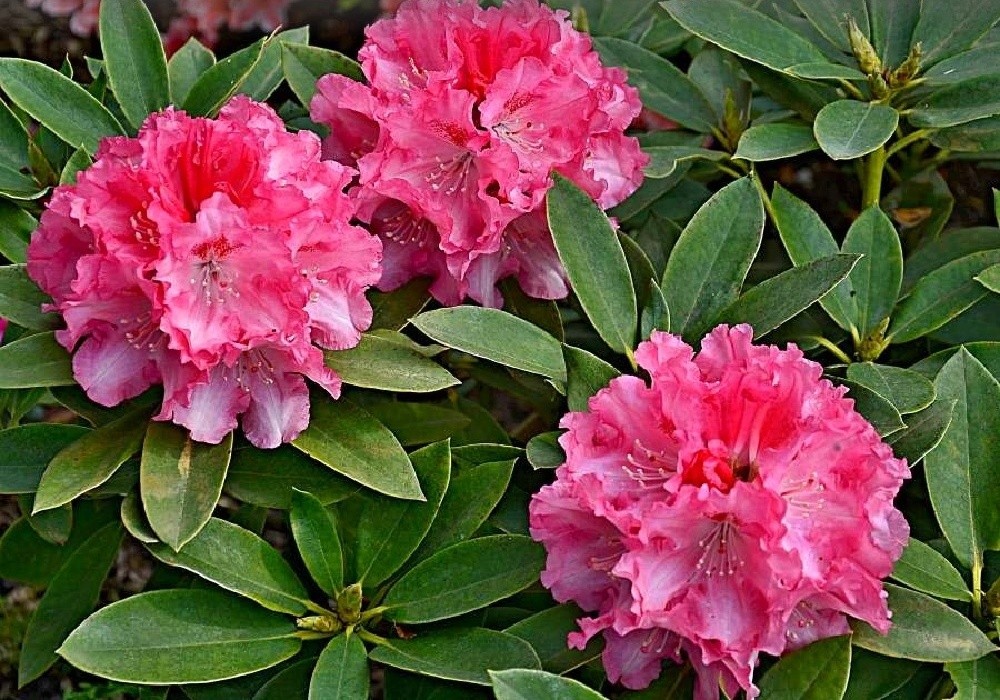 Yakushimanum Rhododendron Tina Heinje