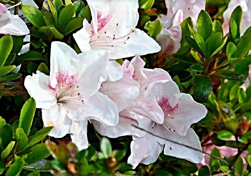 Další novinka - azalka Sp. 14