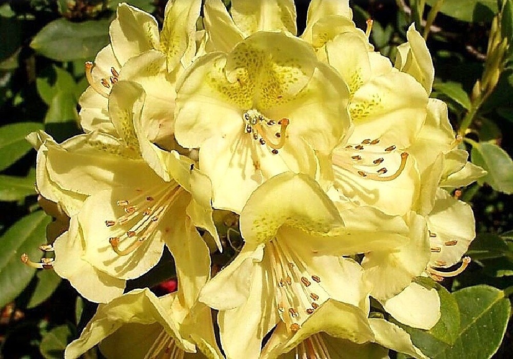 Rhododendron Belcanto