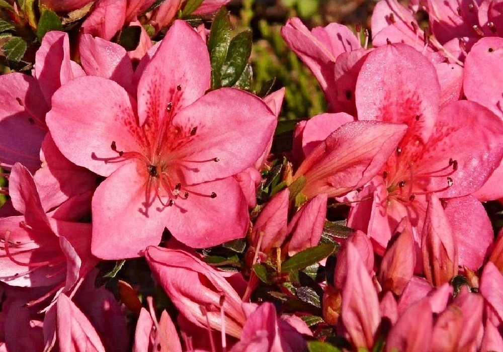 rhododendron Nuccio Lucky Charm