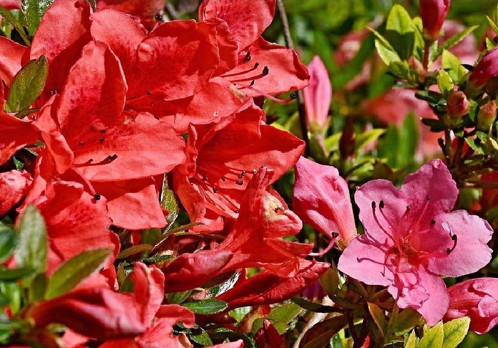 Rhododendron nakaharai