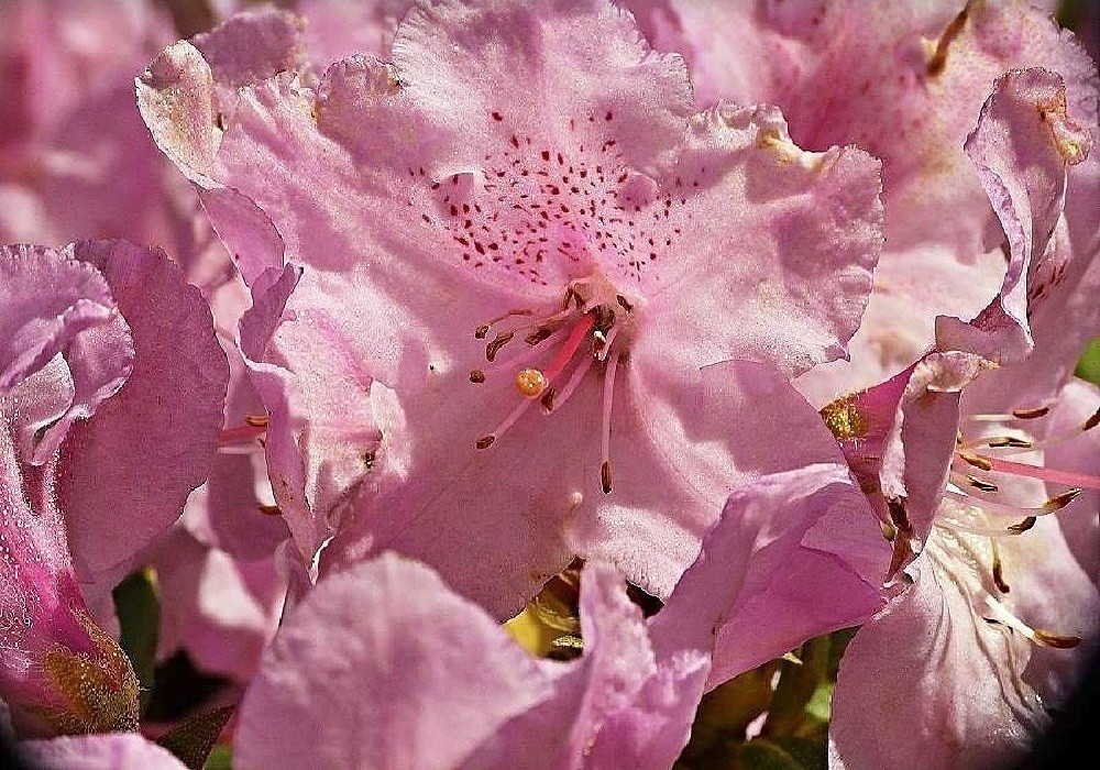 Impeditum Norbert - krásný jemně fialově růžový rhododendron