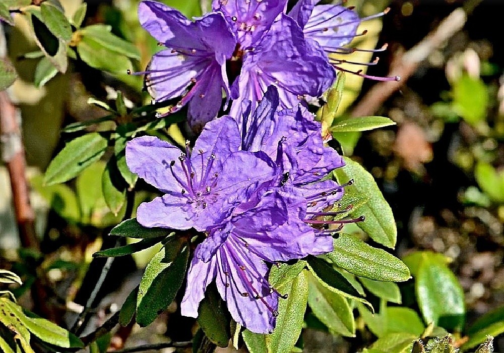 Rhododendron impeditum Blue Bird