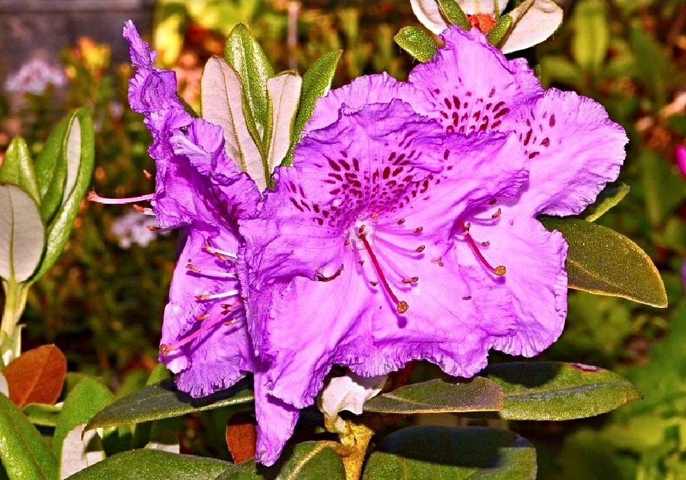 Rhododendron Lavandula