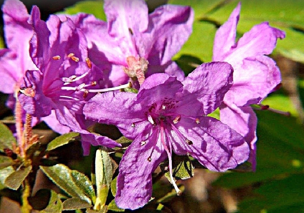 Rhododendron impeditum Pink Drift