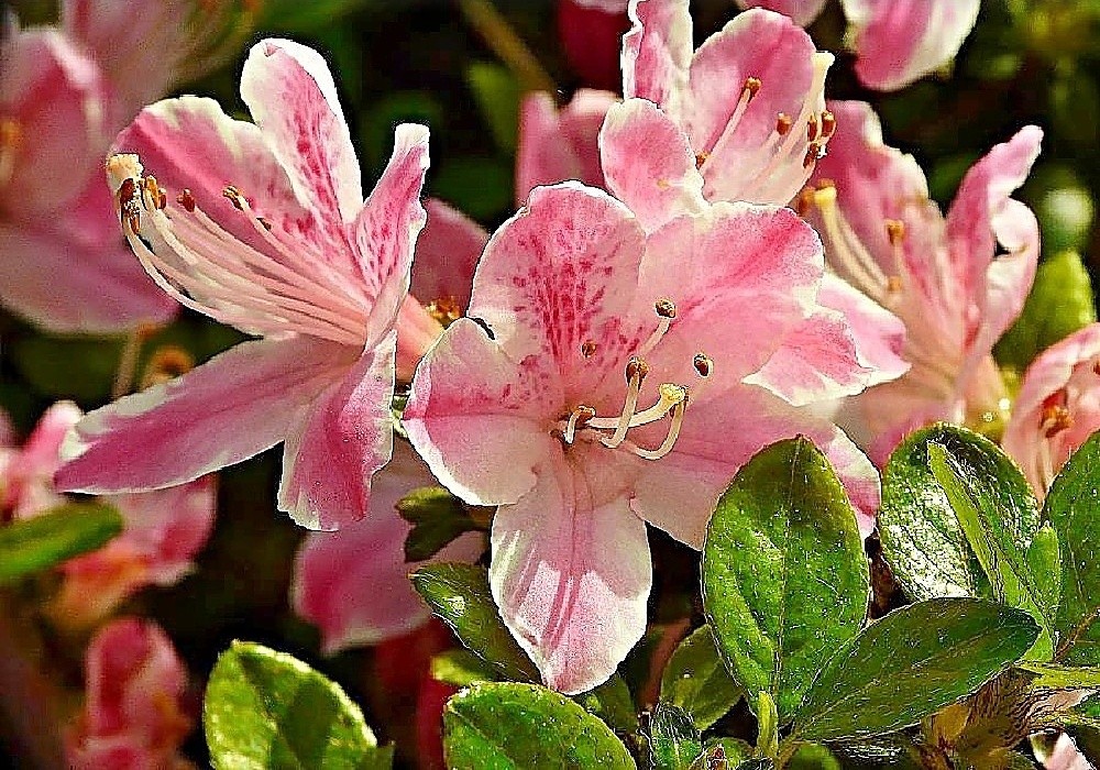 KERMEZINA ROSEA - japonská azalka s dvoubarevným květem