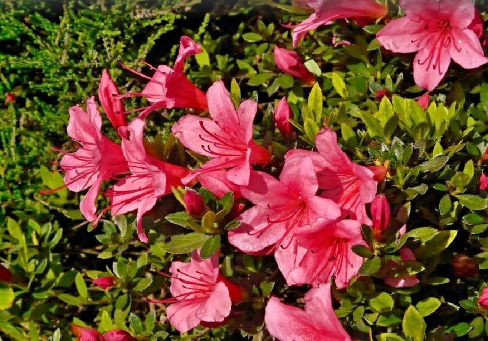 Rhododendron nakaharai Signal Gluhen