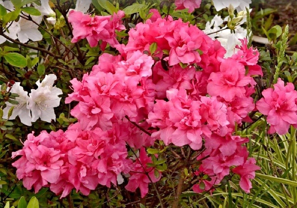 Japonská azalka (rhododendron obtusum)- Rokoko