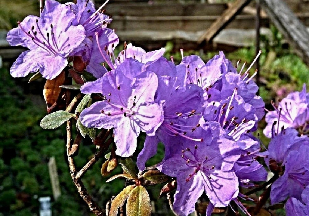 Rhododendron impeditum Audia