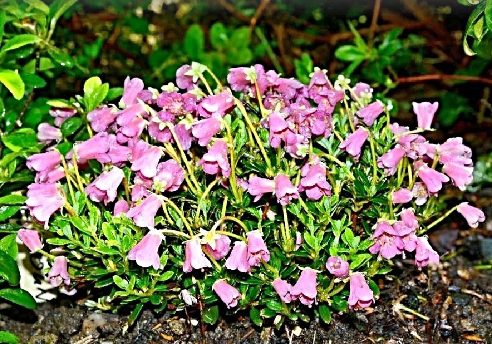 Botanický nízký rhododendron Campylogynum Myrtilloides