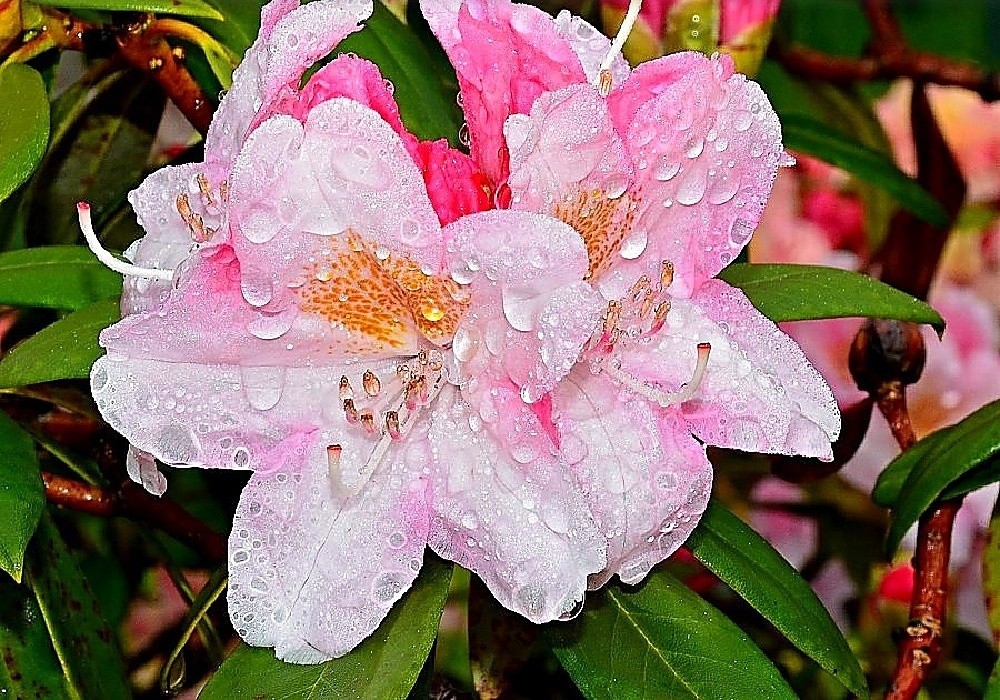 Yakushimanum Barkanella - rhododendron