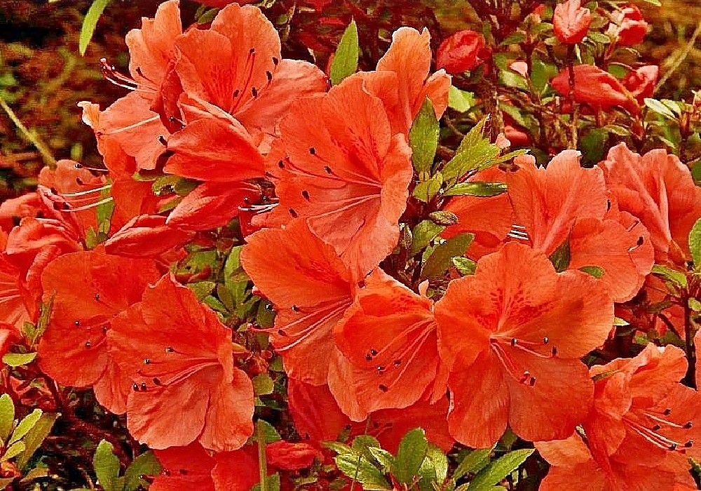 Botanický rhododendron Balsaminoflora