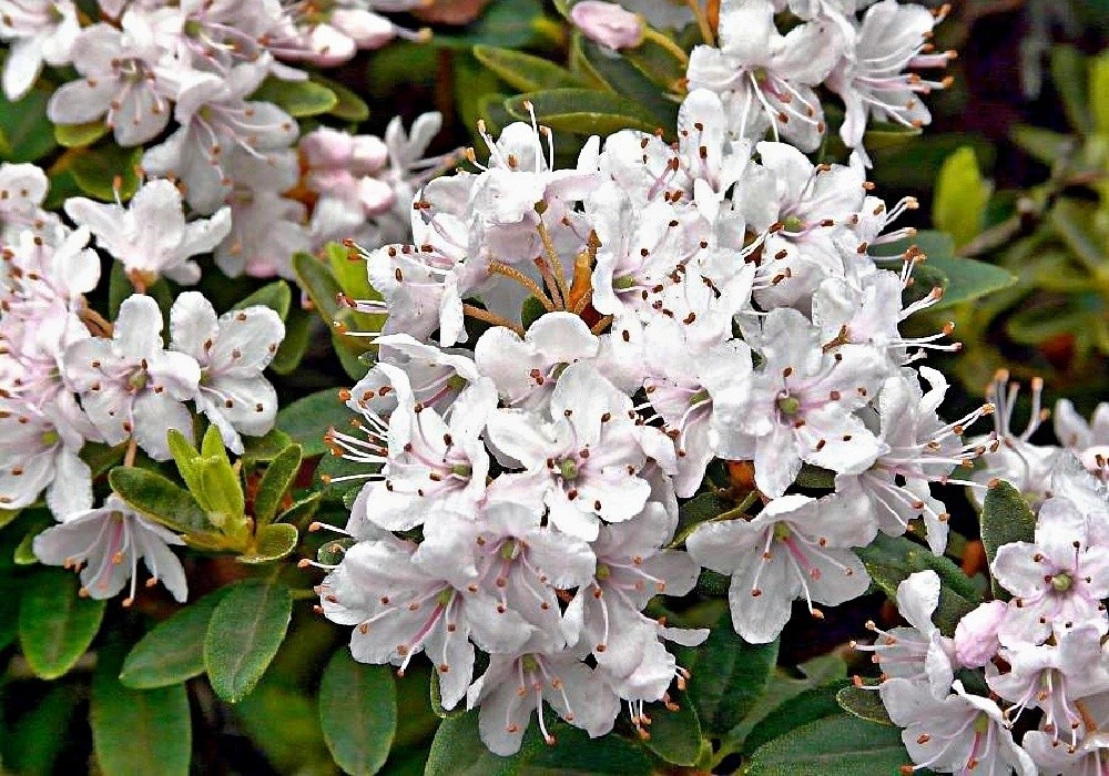 Rhododendron impeditum Album